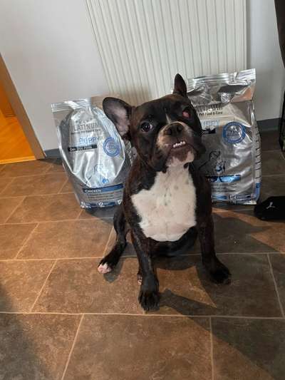 Lustigsten Grimassen von euren Hunden-Beitrag-Bild