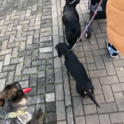 Hundetreffen-Trainingspartner/Spaziergang an der Leine-Bild