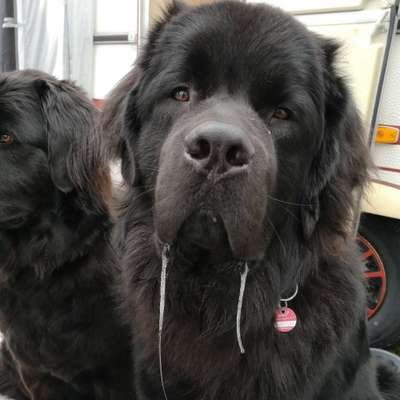 Hundetreffen-Treffen gerne mit größeren Hunden