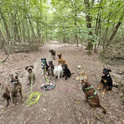 Gassi-Services-FelixCanis-Bild