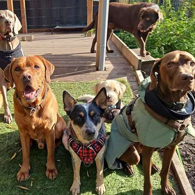 %{de_profession_title}-Hundetagesbetreuung-Bild