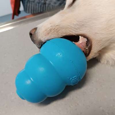 Negative Kong Erfahrung-Beitrag-Bild