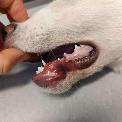 Negative Kong Erfahrung-Beitrag-Bild