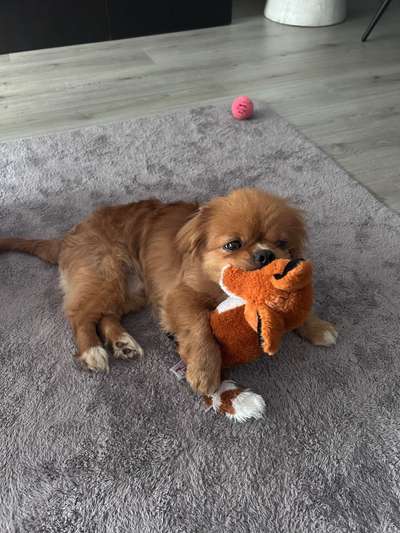 Tierschutzhunde suchen ein Zuhause-Beitrag-Bild