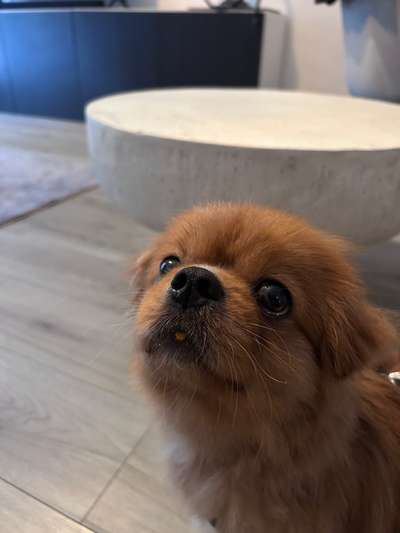 Tierschutzhunde suchen ein Zuhause-Beitrag-Bild