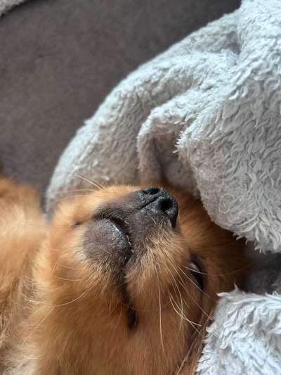 Tierschutzhunde suchen ein Zuhause-Beitrag-Bild