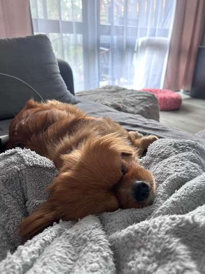 Tierschutzhunde suchen ein Zuhause-Beitrag-Bild