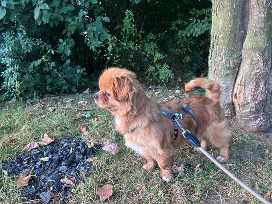 Tierschutzhunde suchen ein Zuhause-Beitrag-Bild