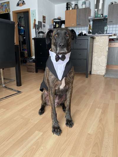 Mischlingshunde Foto Aufruf-Beitrag-Bild