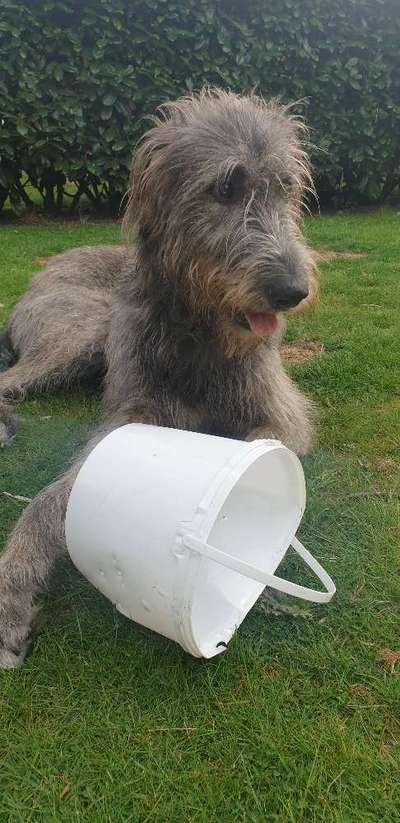 Irischer Wolfshund-Beitrag-Bild