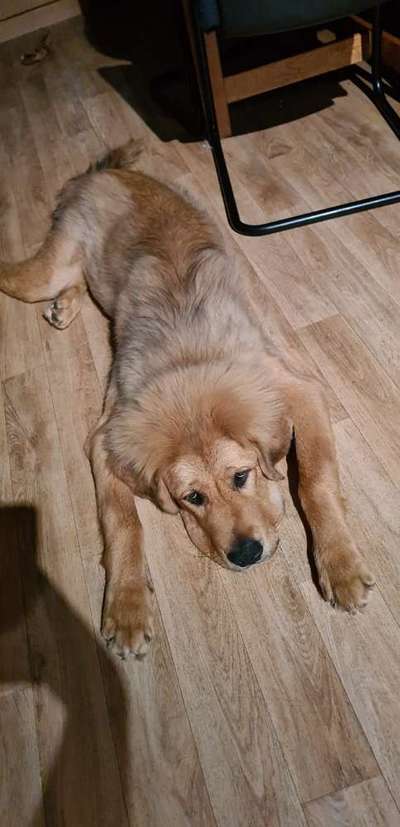 Reinrassige Hunde?-Beitrag-Bild