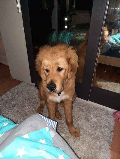 Reinrassige Hunde?-Beitrag-Bild