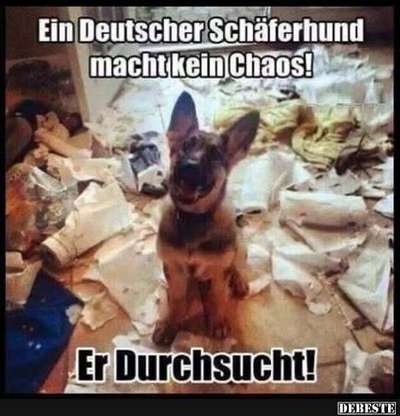 Alles rund um den Schäferhund, diskutieren erwünscht.-Beitrag-Bild