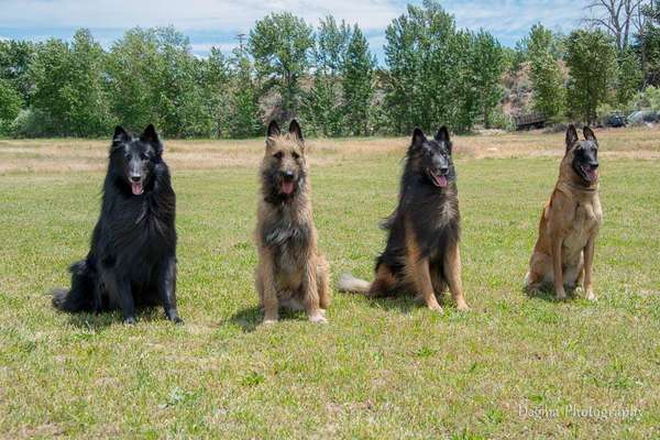Alles rund um den Schäferhund, diskutieren erwünscht.-Beitrag-Bild