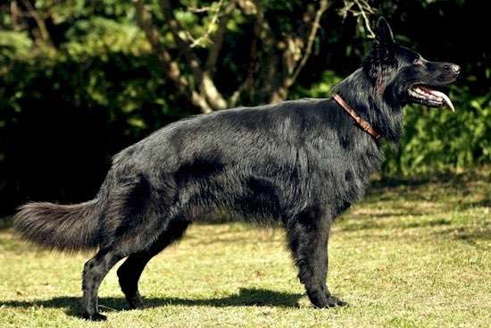 Alles rund um den Schäferhund, diskutieren erwünscht.-Beitrag-Bild