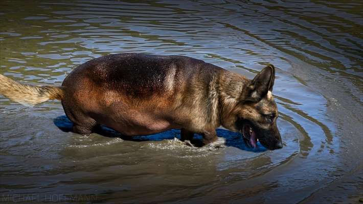 Alles rund um den Schäferhund, diskutieren erwünscht.-Beitrag-Bild