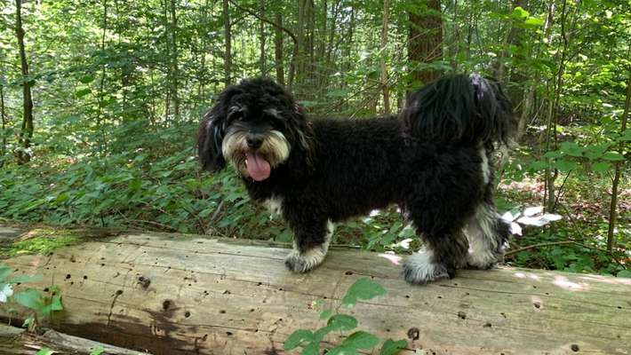 Havaneser dabei?:)-Beitrag-Bild