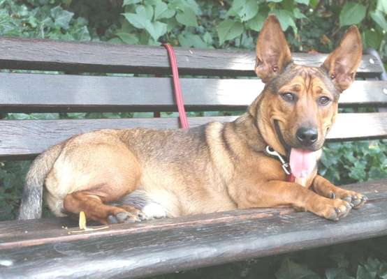 Alles rund um den Schäferhund, diskutieren erwünscht.-Beitrag-Bild