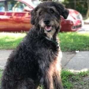 Alles rund um den Schäferhund, diskutieren erwünscht.-Beitrag-Bild