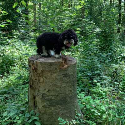 Hundetreffen-Gruppenspaziergang mit Karl-Bild