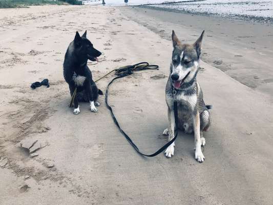 Die Dogorama Wochen Challenge: “Dein Hund im Urlaub”-Beitrag-Bild