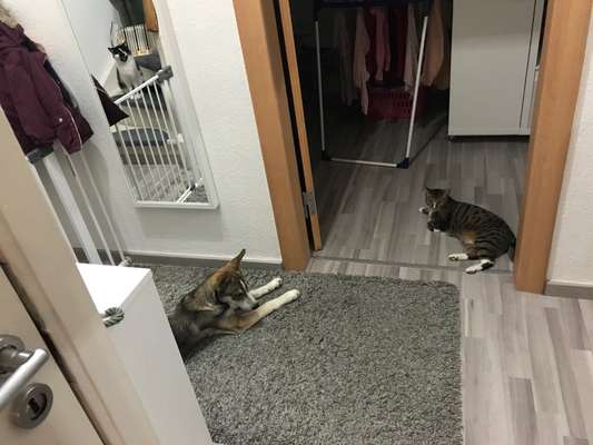 Hund und Katz Momente-Beitrag-Bild