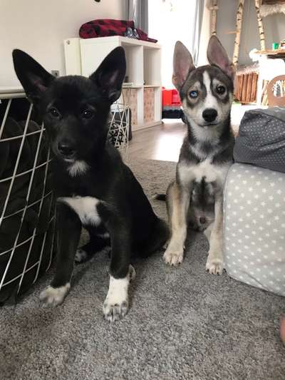 Als Welpen sind sie alle noch süßer-Beitrag-Bild