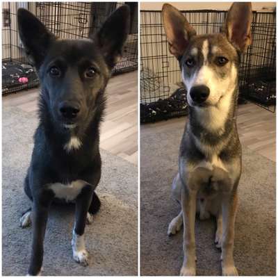 Nordische Hunde-Beitrag-Bild