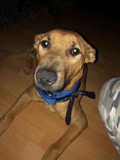 Mischlinge raten - Rätselspaß-Beitrag-Bild