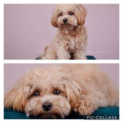 Maltipoo Freunde-Beitrag-Bild