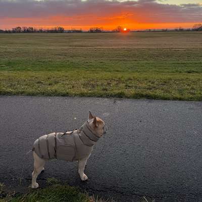 Hundetreffen-Spielrunde/Gassirunde Tangermünde & Umgebung-Bild