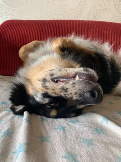 Die Dogorama Wochen Challenge-Beitrag-Bild