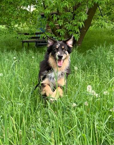 Schäferhund-Beitrag-Bild