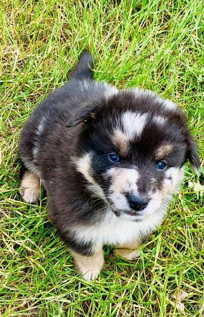 Welpen Bilder !-Beitrag-Bild