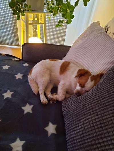 Mischlingshunde Foto Aufruf-Beitrag-Bild