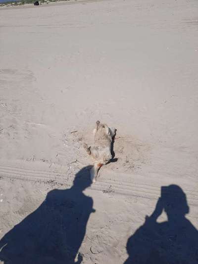 Die Dogorama Wochen Challenge: “Dein Hund im Urlaub”-Beitrag-Bild