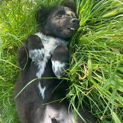 Hundetreffen-Welpen und Junghunde Treffen 🐕-Bild