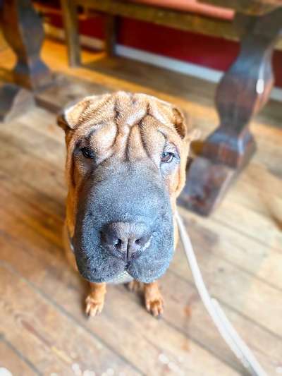 Dogorama Photo Challenge - Hundeblick zum hinschmelzen-Beitrag-Bild