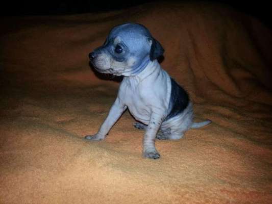 Welpen Bilder !-Beitrag-Bild