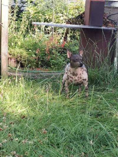 Kochen für den Hund-Beitrag-Bild