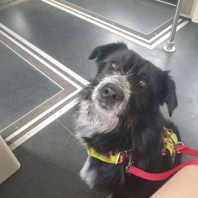 Hundetreffen-spielen, spazieren & trainieren-Bild