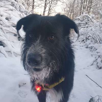 Hundetreffen-Spiel und Training-Bild