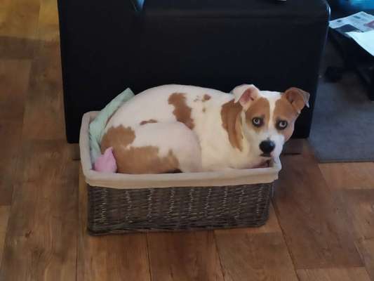 Zeige das lustigste Bild eures Hundis-Beitrag-Bild