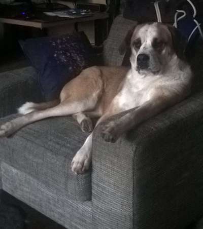 Zeige das lustigste Bild eures Hundis-Beitrag-Bild