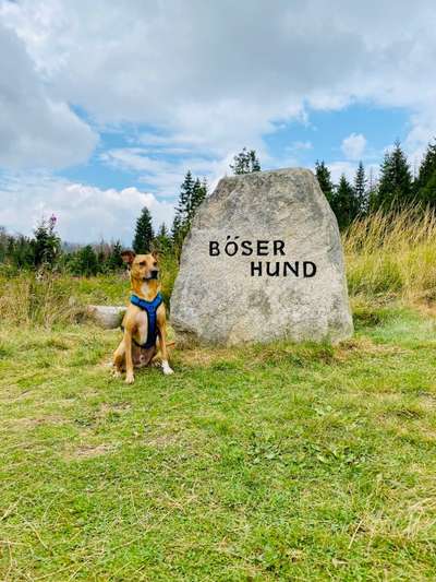 Dogorama Foto Challenge - Wanderziel-Beitrag-Bild