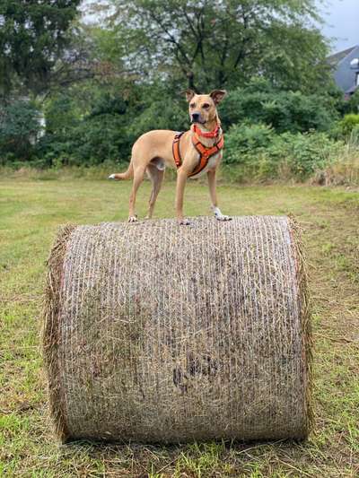 Podencomischling oder Podenco-Beitrag-Bild