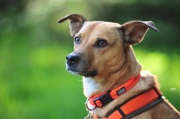 Die Dogorama Kalender Challenge 4/4-Beitrag-Bild