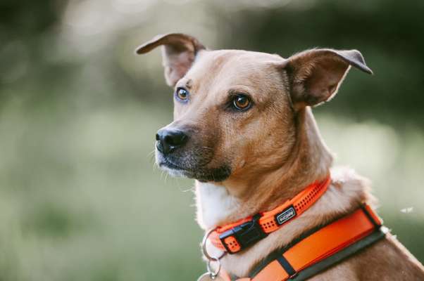 Die Dogorama Kalender Challenge Titelbild-Beitrag-Bild