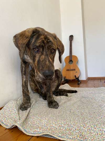 Hundetreffen-Misha is looking for a playdate-Bild