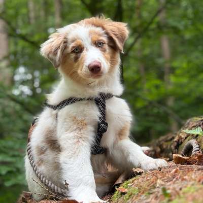 Hundetreffen-Spielpartner in Legden-Bild